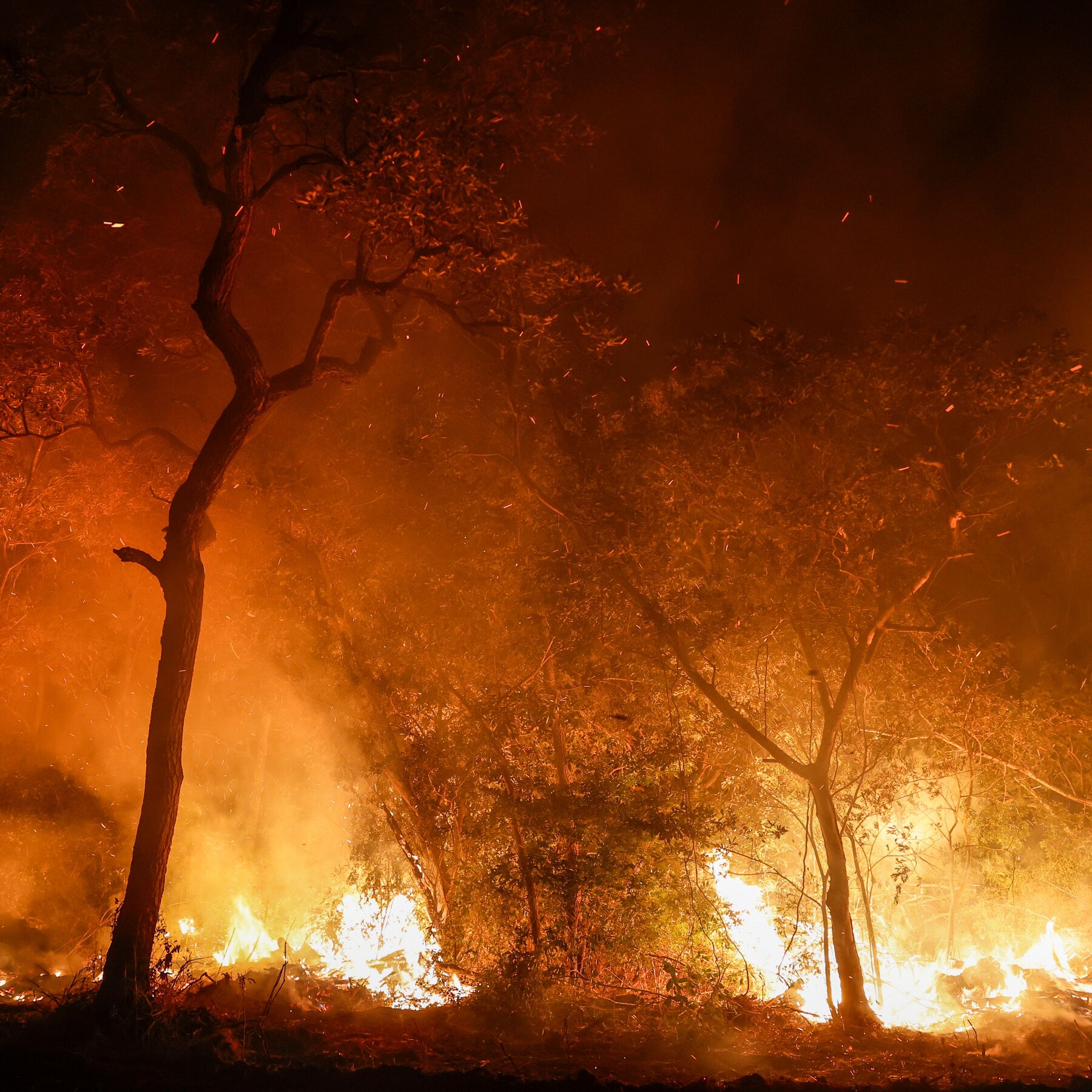 In Brazil, Wildfires Roar Across the Pantanal as Rare Wildlife Dies