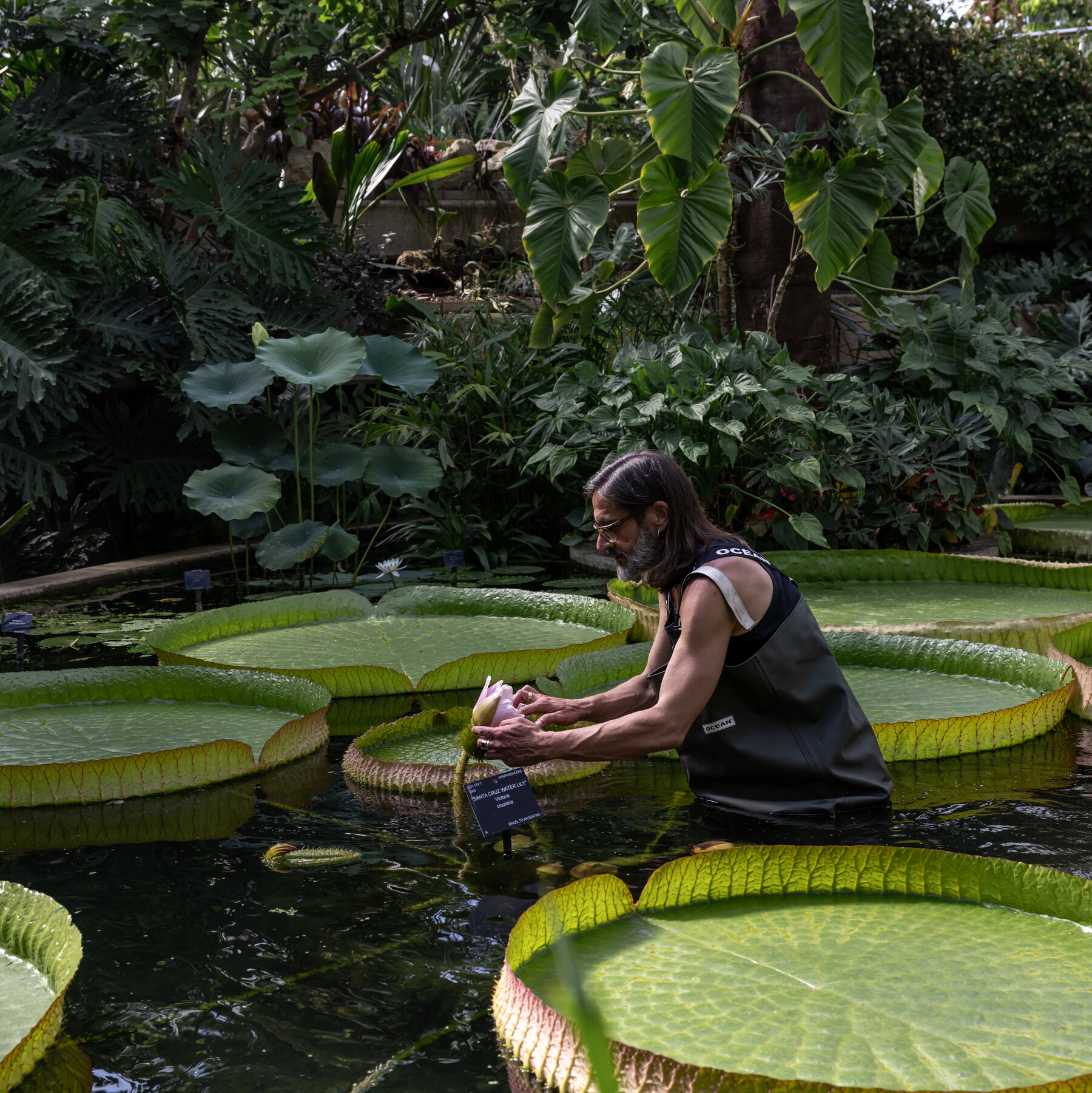 Risking His Own Extinction to Rescue the Rarest of Flowers