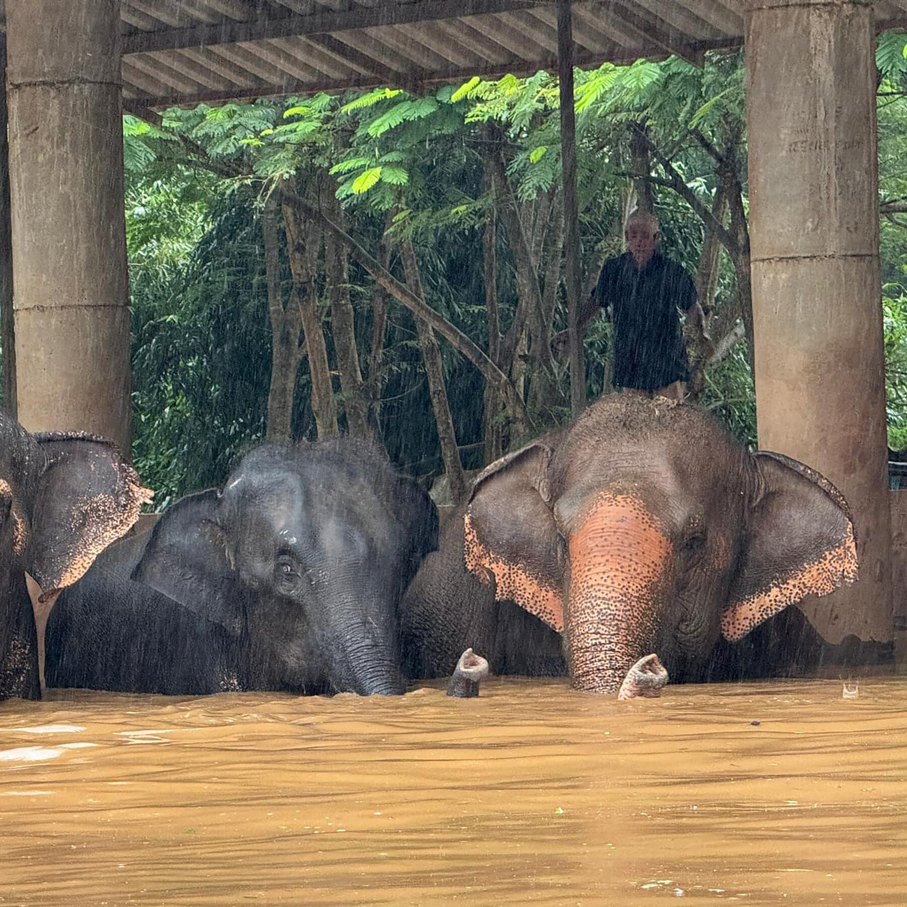 Flooding Ravages Thai District Known for Elephant Parks