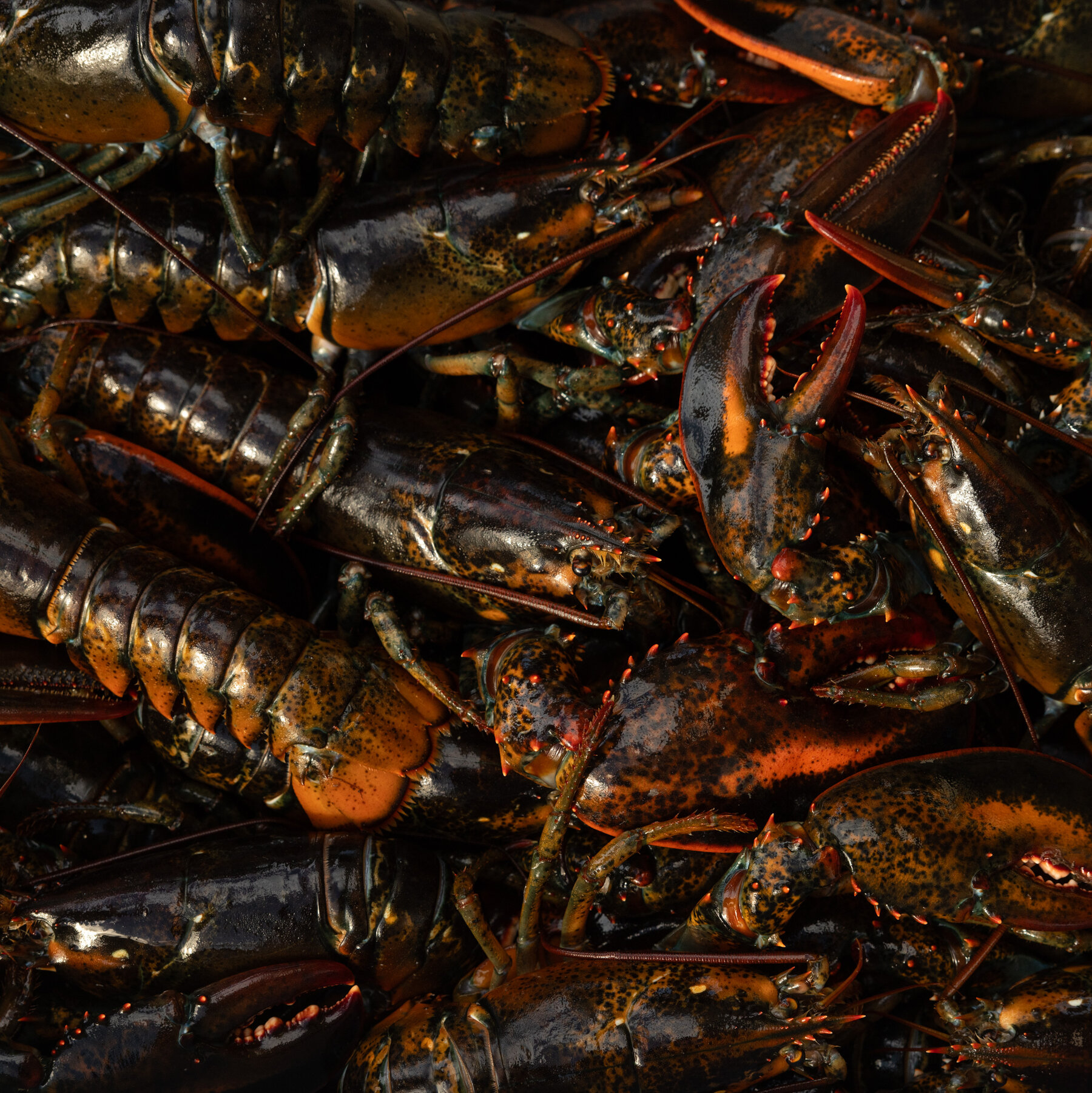 The Dark Side of Canada’s Fight Over Lobster